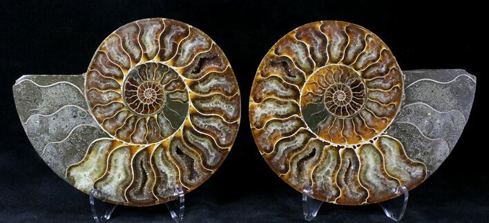 Cut/Polished Ammonite Pair - Agatized #20570
